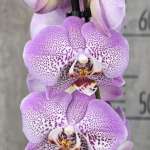 Татьяна, фото