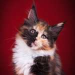 елена, фото