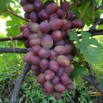 Черенки винограда столовых и винных сортов, в Тамбове