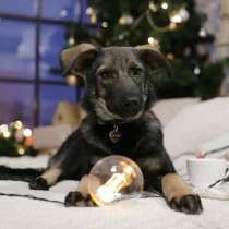 Щенок Рокси ищет семью, в Москве