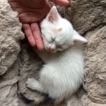 Котёнок, в Егорьевске