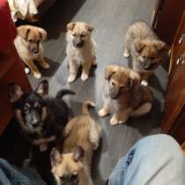6 щенков ищут любящих хозяев!, в Красноярске