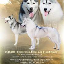 Щенки Сибирской Хаски, в Москве