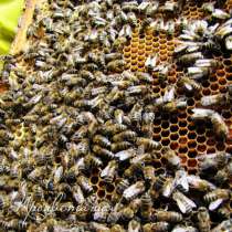 Пчелопакеты, в Ульяновске