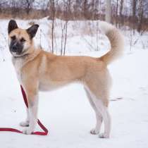 Ступино МО. Чудесная девочка Ляля ищет дом!, в Москве