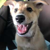 Груша ищет дом, в Москве