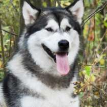 Продаются шикарные щенки маламута от титулованных родителей, в г.Минск