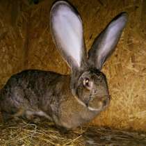 Продам мясо кролика и живых крольчат, в Тюмени