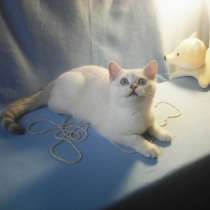 Продается голубоглазый британский котик окраса BRI ns 11 33, в Москве