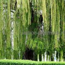 Крупномеры в Москве и Подмосковье с доставкой и посадкой, в Москве