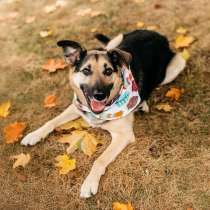 Дэнди ждёт своего человека. Москва, МО, в Москве