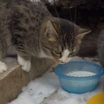 Спасите котят, в Москве