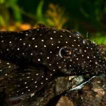 Анциструс L-181, в Москве