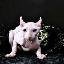 Котята Sphynx, Elf, Bambino, DWELF, в г.Хайфа
