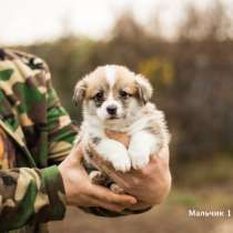 Замечательные щеночки корги пемброк, в Костроме