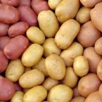 Картофель крупный, в Кемерове