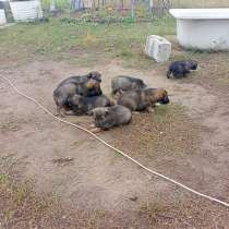 Продам щенков, в Ульяновске