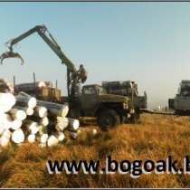 Морёный дуб в стволах, в Москве