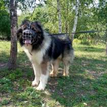 Серьёзный кобель кавказской овчарки Таир в дар, в Москве