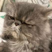 Персидский кот, в Люберцы
