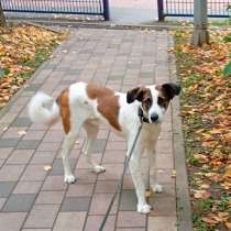 Спокойный и ласковый белый пёс Арчи в дар, в Москве