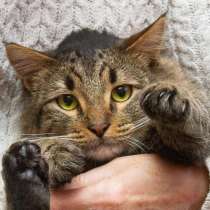 Пушистый сибиряк Симба в добрые руки, в Москве