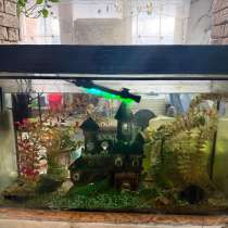 Аквариум, в Новосибирске