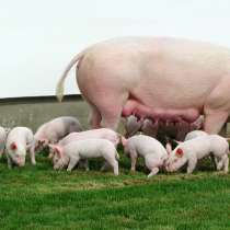 Комбикорм для свиней, в Тамбове