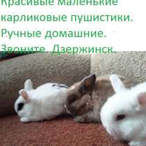 Карликовые малыши кролики. Дзержинск Нижегор обл, в Дзержинске