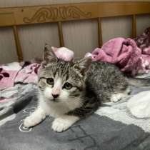 Отдаем в хорошие руки,бесплатно. котенок-девочка, месяца 2-3, в Владикавказе