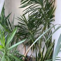 Комнатные цветы большие. Фикус Али и Юкка, в Москве