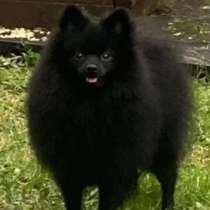 Немецкий шпиц, в Санкт-Петербурге