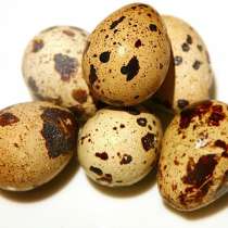 Яйца перепелиные домашние, в Усть-Илимске