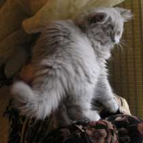 Породистый котенок хайленд страйт, в Краснодаре