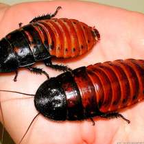 Мадагаскарские тараканы, в г.Ташкент