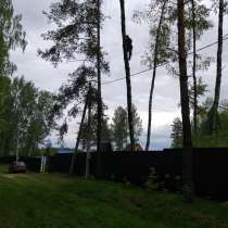 Спилить дерево, в Москве