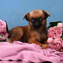 Миниатюрная девочка пти-брабансон, в Москве