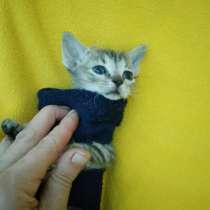 Сфинкс Серж, в Волгодонске