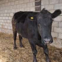 Куплю телок ангуса, для разведения. 50-100 штук, в Москве