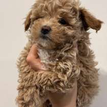 Мальтипу щенок, мальчик, в Химках