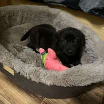 Щенок, в Новороссийске