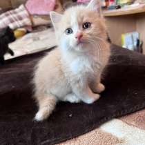 В добрые руки бесплатно, в Краснодаре