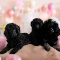 Продам щенков пуделя, в Лугах