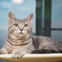 Красавец серо-голубой котик-подросток Костя в добрые руки, в Москве