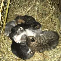 6 котят, в Волхове