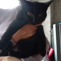 Котята черные 6 месяцев, в Челябинске