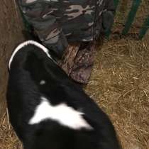 Животное, в Вурнаре