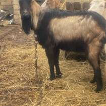 Козел, в Ставрополе