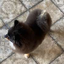 Стрижка собак, в Курске