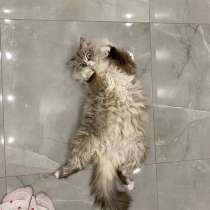 Вязка Невская маскарадная, в Каспийске